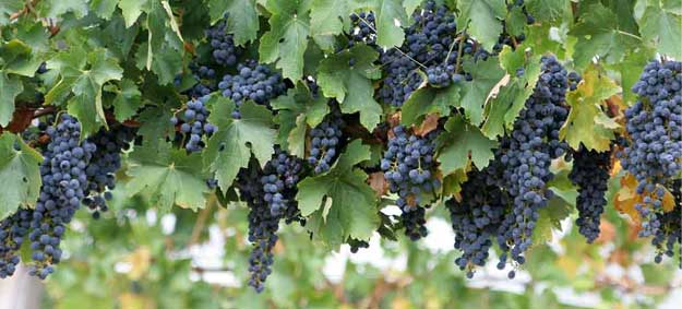Long Island Wines, plays and dinner