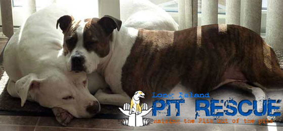 Long Island Pit Rescue
