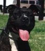Doggie Test